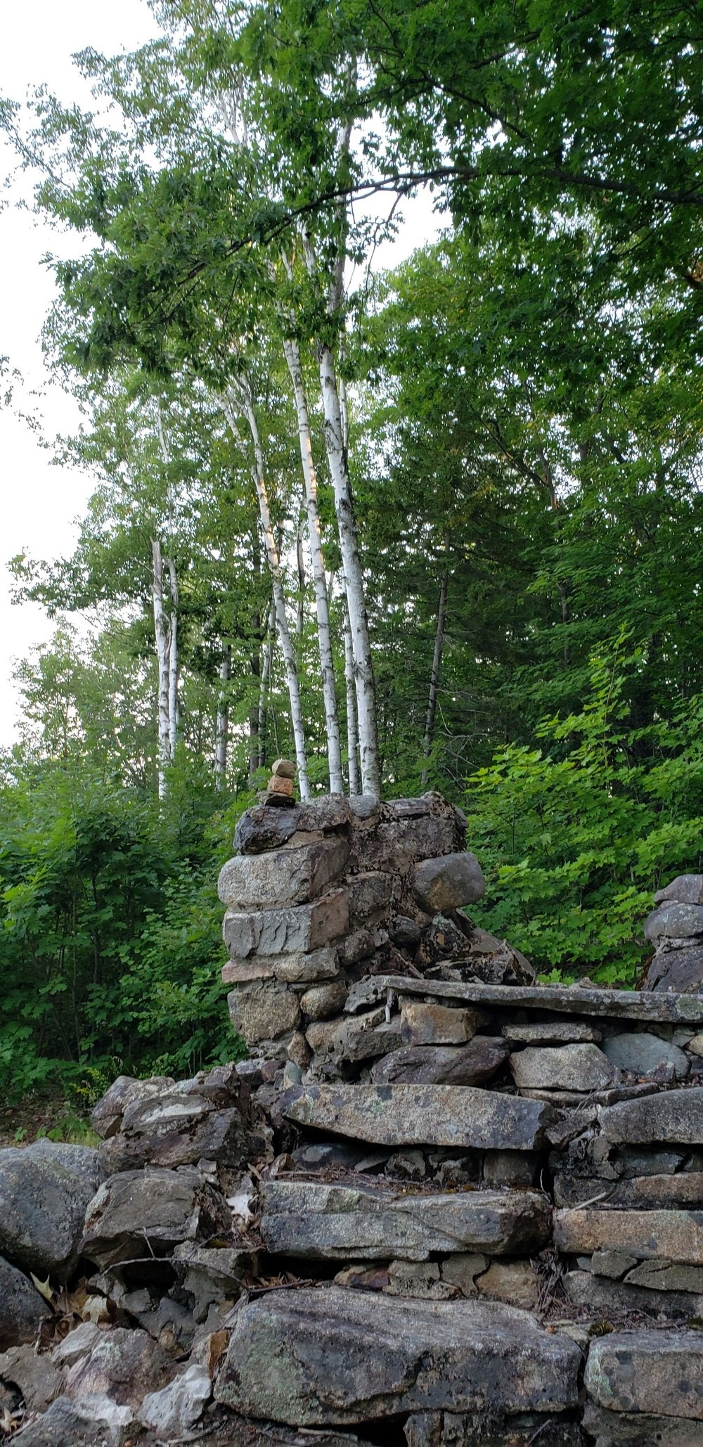 Forest with three tall white birch trees in the front of other green foliage. In the foreground of the picture are stones arranged into a rough staircase.