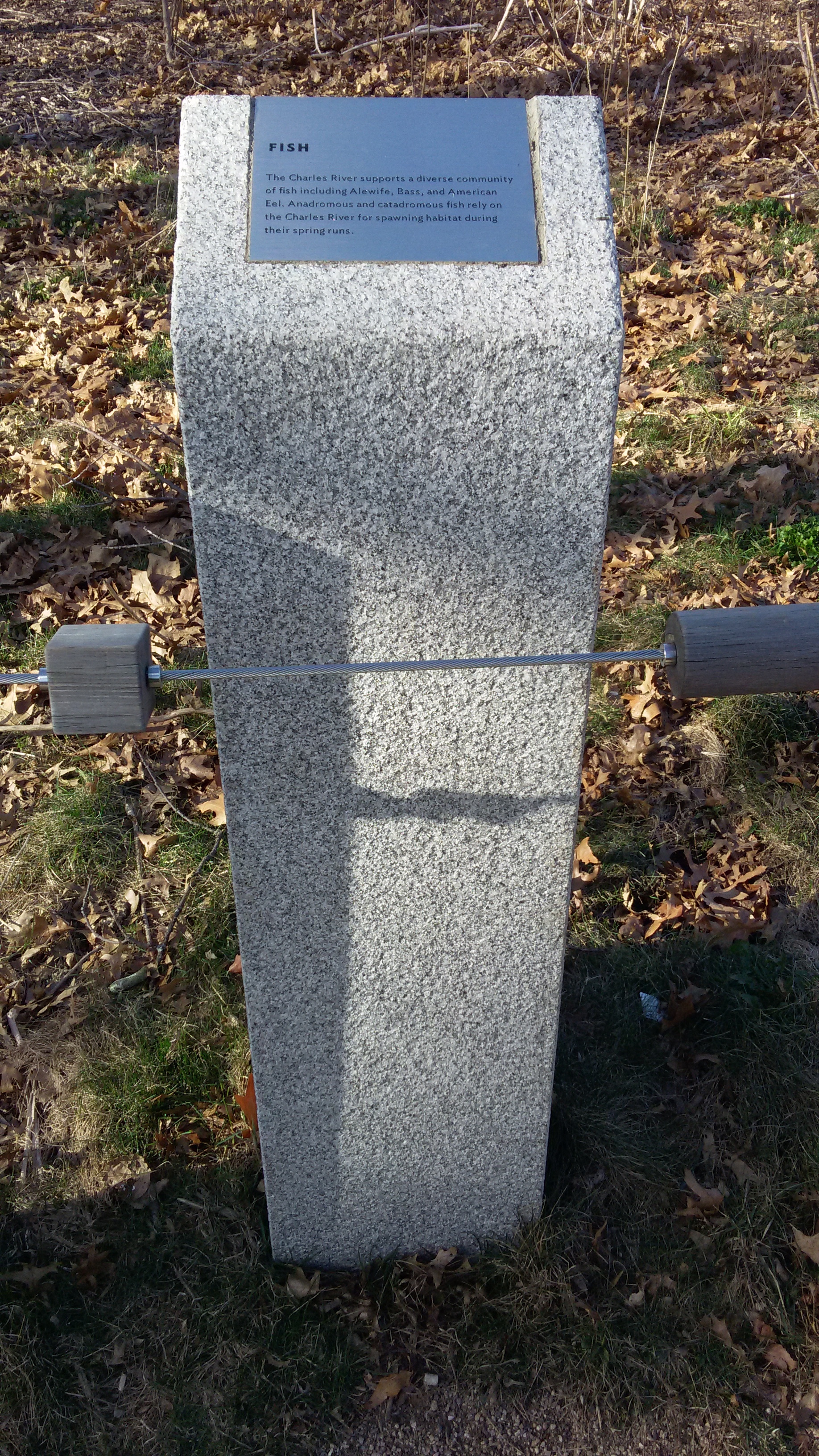 Guide wire.jpg